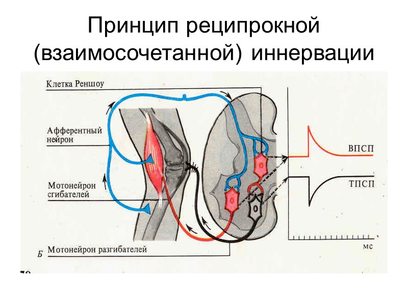 Принцип реципрокной (взаимосочетанной) иннервации